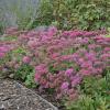 perennials (Sedum)