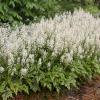 perennials (Tiarella)