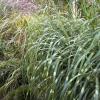 perennials (Miscanthus sinensis)