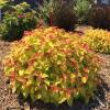 shrubs (Spirea)