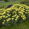 perennials (Achillea)