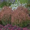 perennials (Agastache)