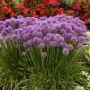 perennials (Allium)