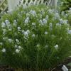 perennials (Amsonia hubrichtii)