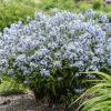 perennials (Amsonia tabernaemontana)