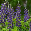 perennials (Baptisia)