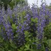 perennials (Baptisia)