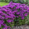 perennials (Monarda)