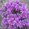 perennials (Monarda)