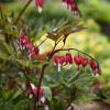 perennials (Dicentra Spectabilis)