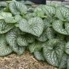 perennials (Brunnera macrophylla)