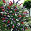 perennials (Buddleia)