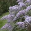 perennials (Buddleia)