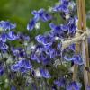 perennials (Clematis)