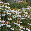 perennials (Echinacea purpurea)