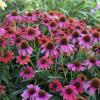 perennials (Echinacea)