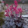 perennials (Heuchera)