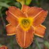 perennials (Hemerocallis)