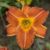 perennials (Hemerocallis)