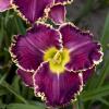 perennials (Hemerocallis)