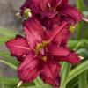 perennials (Hemerocallis)