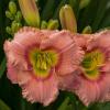 perennials (Hemerocallis)