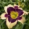 perennials (Hemerocallis)