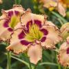 perennials (Hemerocallis)