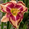 perennials (Hemerocallis)