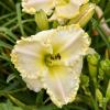 perennials (Hemerocallis)