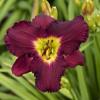 perennials (Hemerocallis)