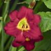 perennials (Hemerocallis)