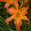 perennials (Hemerocallis)