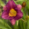 perennials (Hemerocallis)