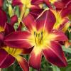 perennials (Hemerocallis)