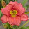 perennials (Hemerocallis)