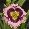 perennials (Hemerocallis)