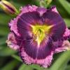 perennials (Hemerocallis)