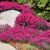 perennials (Dianthus Caryophyllus)