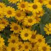 perennials (Heliopsis helianthoides)