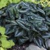 perennials (Asarum splendens)