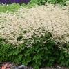 perennials (Aruncus)