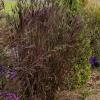 perennials (Andropogon gerardii)