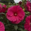 perennials (Hibiscus)