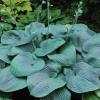 perennials (Hosta)