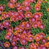 perennials (Delosperma)