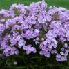 perennials (Phlox Garden)