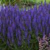 perennials (Salvia nemorosa)