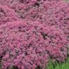 perennials (Sedum)