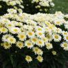 perennials (Leucanthemum superbum)